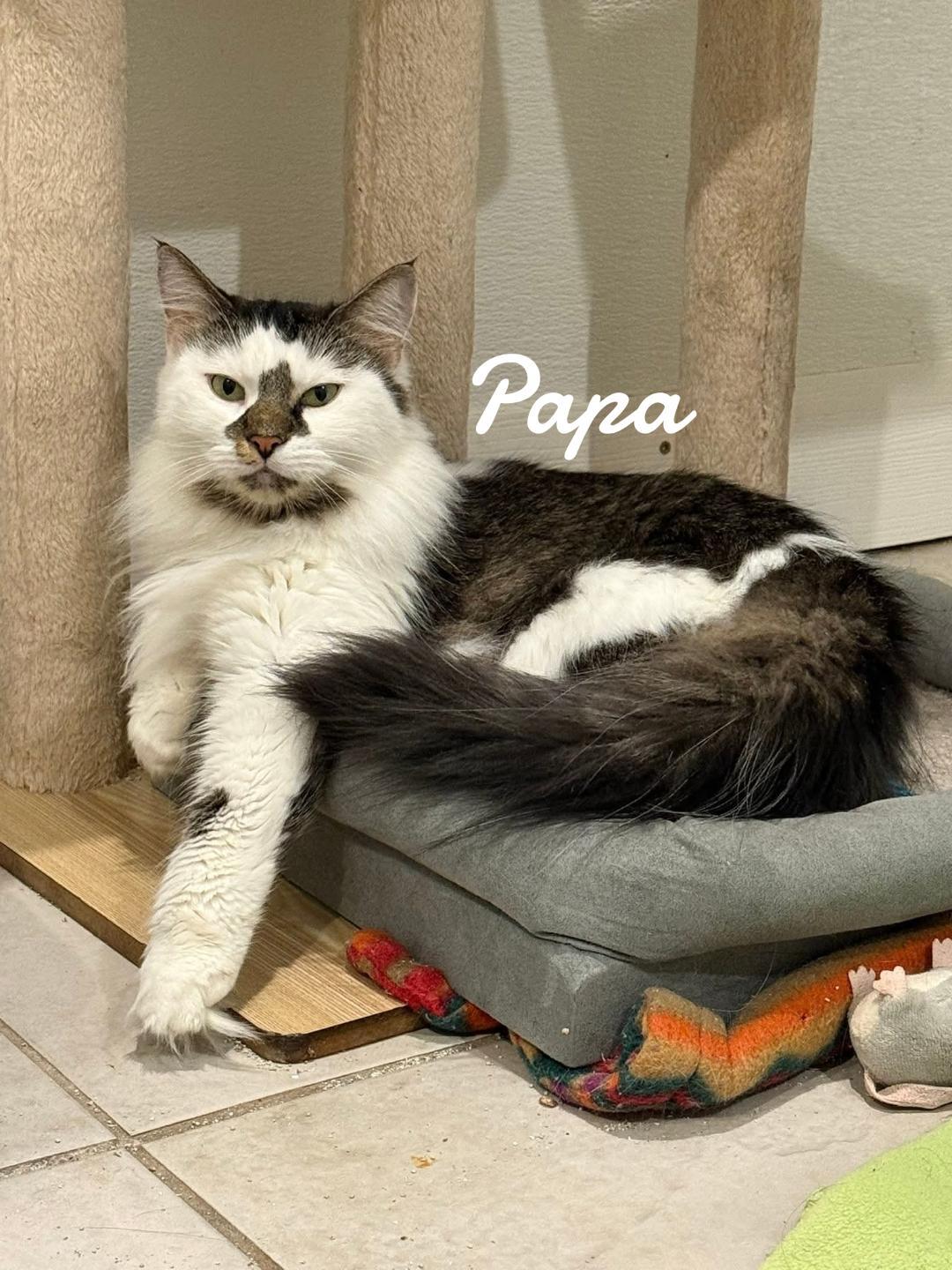 Enlarge Papa, a Adoptable Domestic Long Hair in Naugatuck, CT image 1/2