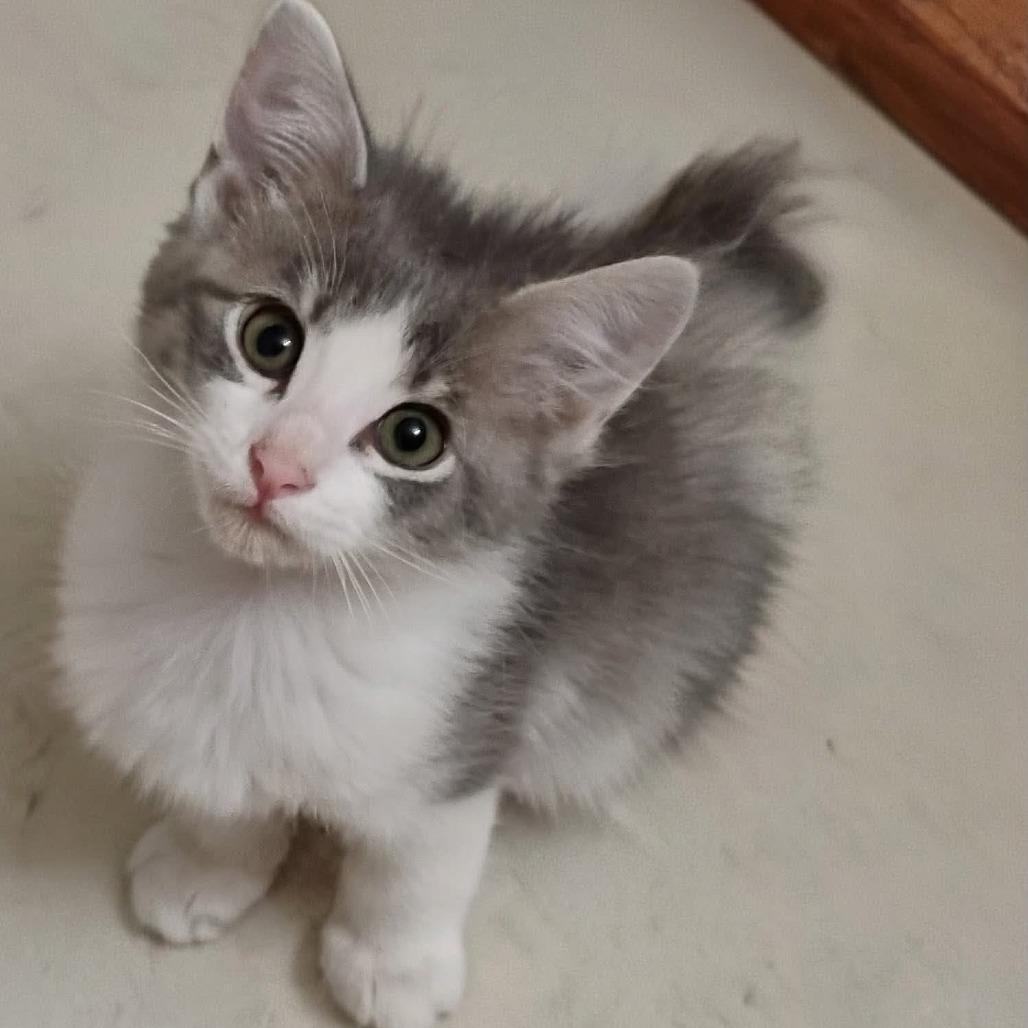 Enlarge Scarlet, a Adoptable Domestic Medium Hair in Bentonville, AR image 1/1