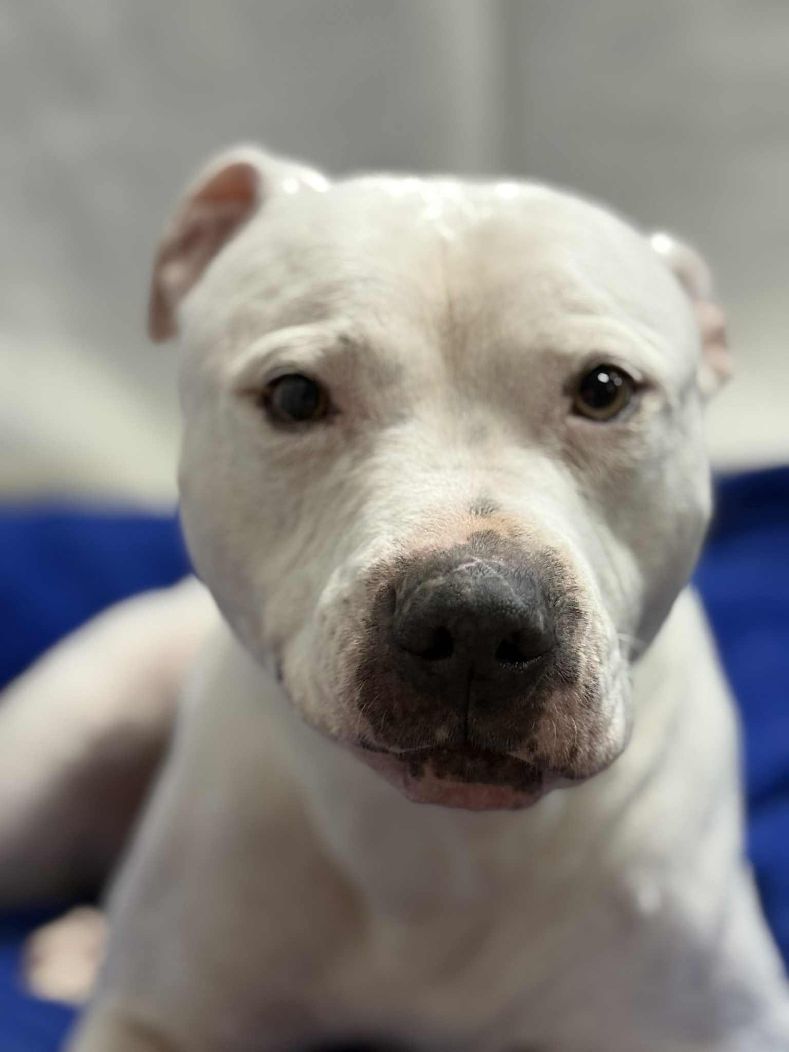 Enlarge WINTER, a ADOPTABLE Pit Bull Terrier in Port Clinton, OH image 2/2