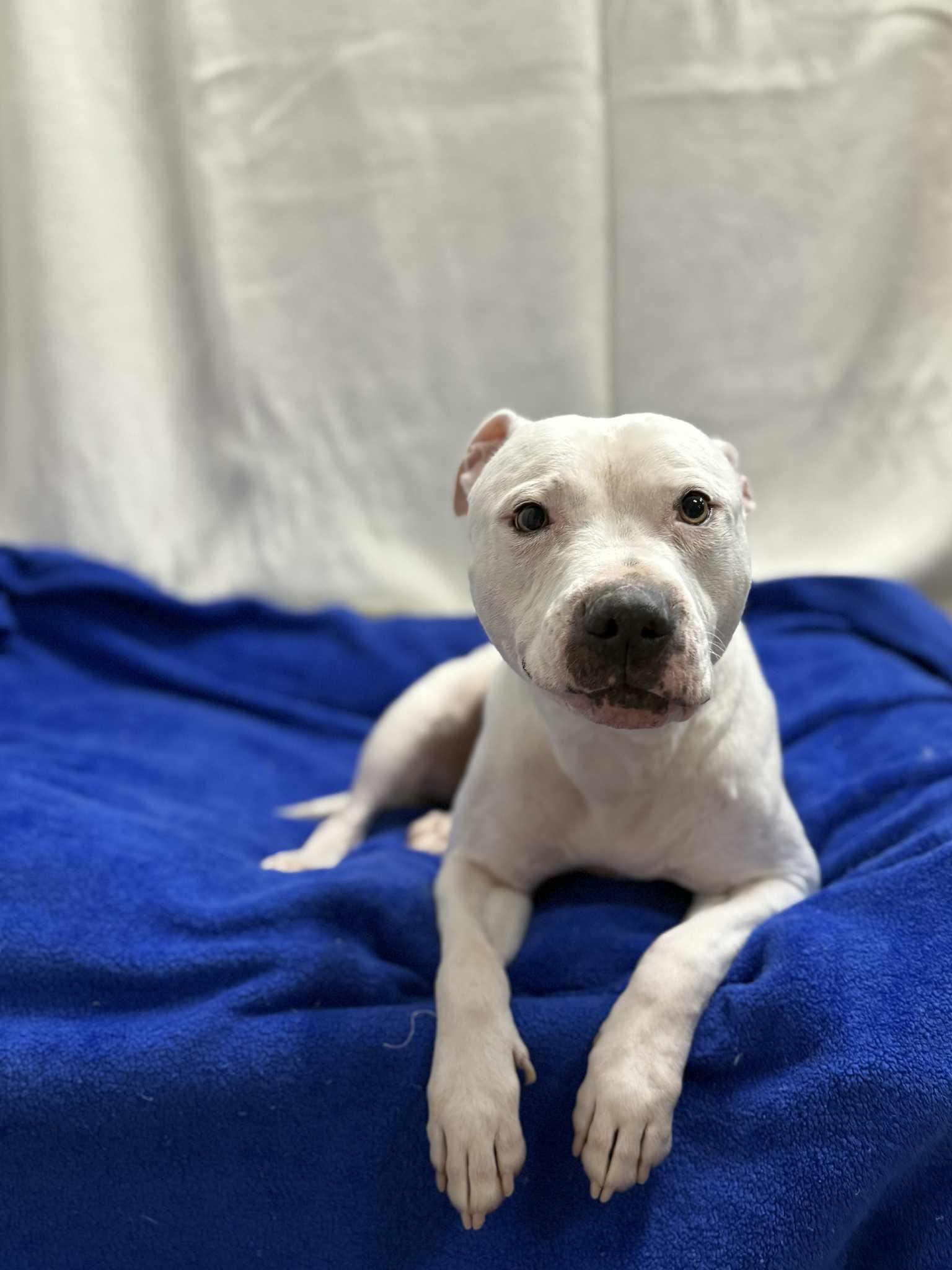 Enlarge WINTER, a ADOPTABLE Pit Bull Terrier in Port Clinton, OH image 1/2