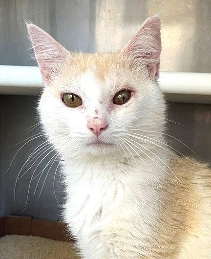 Abu, a Adoptable Domestic Short Hair in Carrollton, GA image 1/3