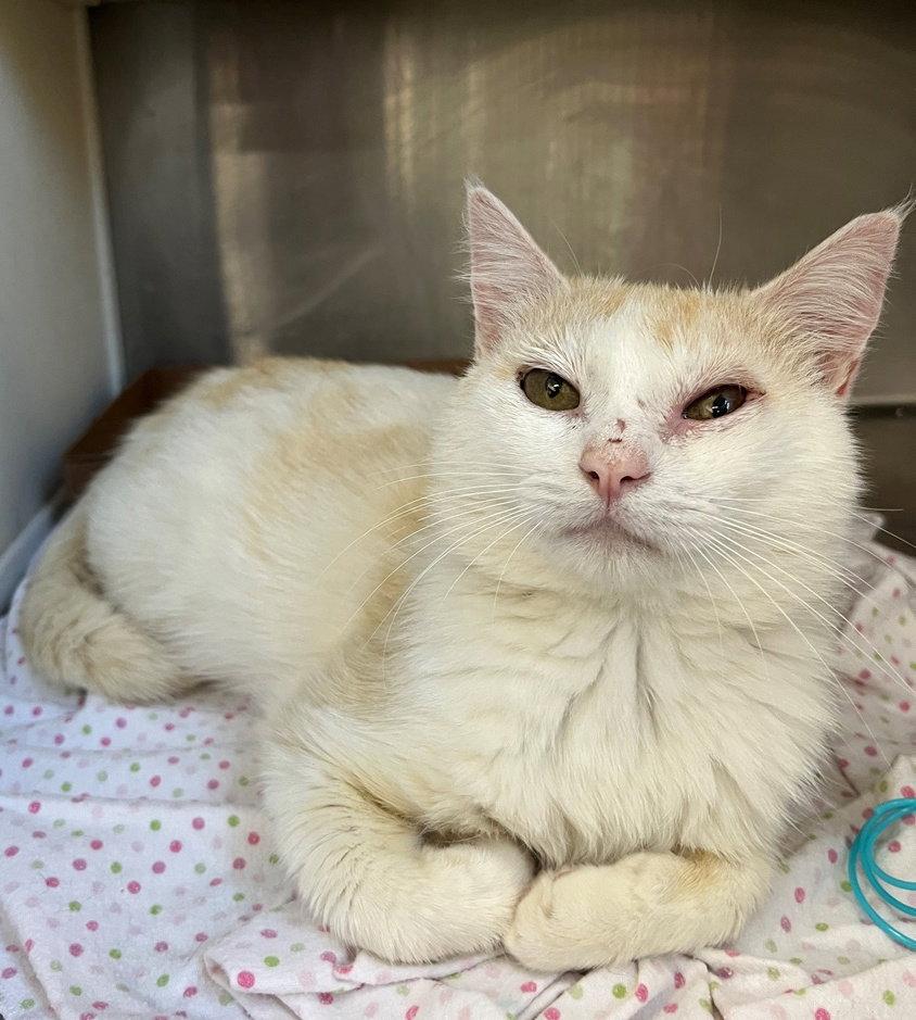Abu, a Adoptable Domestic Short Hair in Carrollton, GA image 2/3