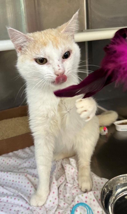 Abu, a Adoptable Domestic Short Hair in Carrollton, GA image 3/3