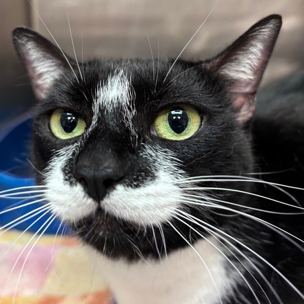 Luna, Adoptable, Adult Female Domestic Short Hair.