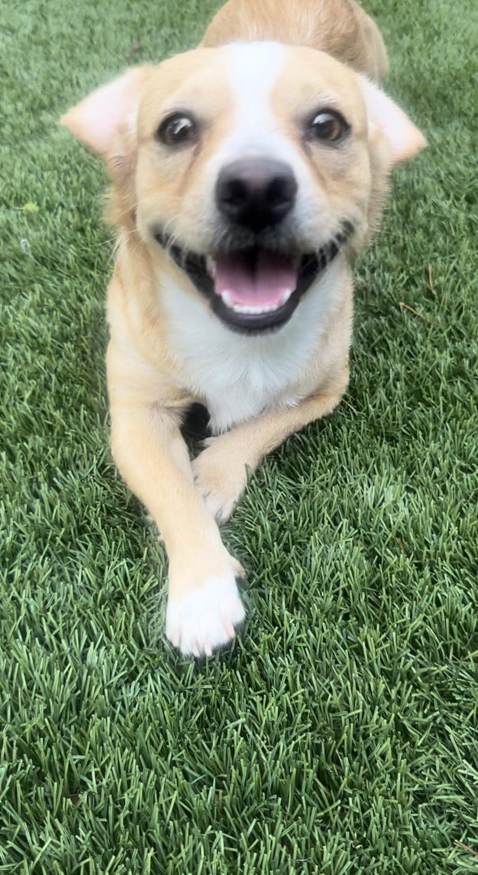 Enlarge CHINO, an adopted mixed breed in SCOTTSDALE, AZ image 2/6