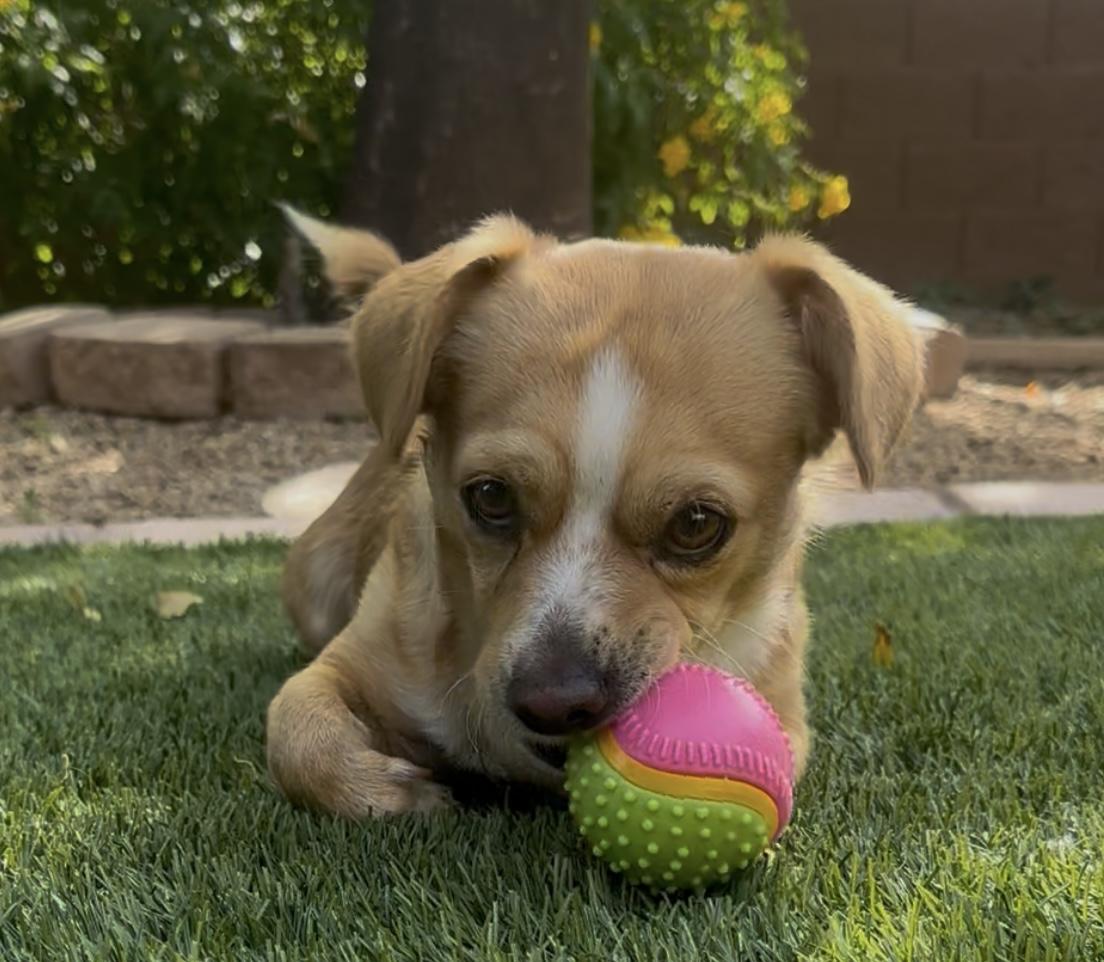 Enlarge CHINO, an adopted mixed breed in SCOTTSDALE, AZ image 4/6