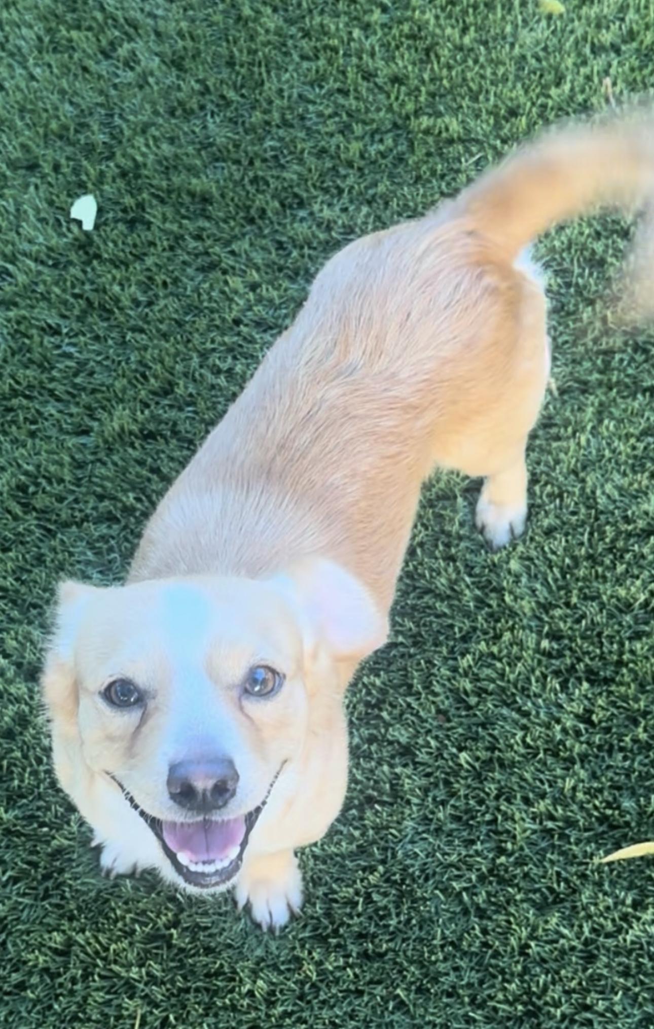 Enlarge CHINO, an adopted mixed breed in SCOTTSDALE, AZ image 1/6