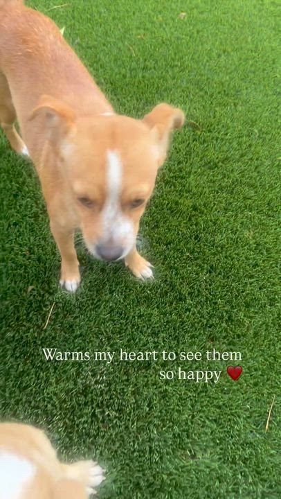 Enlarge CHINO, an adopted mixed breed in SCOTTSDALE, AZ video 6/6