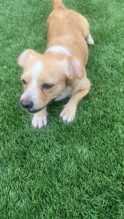 Enlarge CHINO, an adopted mixed breed in SCOTTSDALE, AZ video 5/6