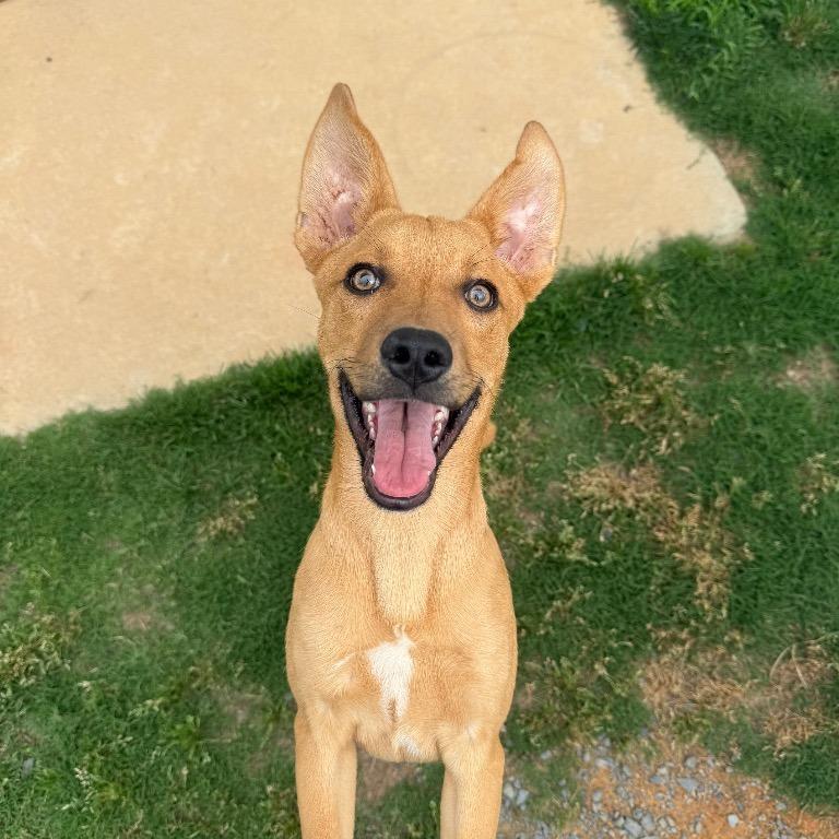 Jay, Adoptable, Puppy Male Feist.