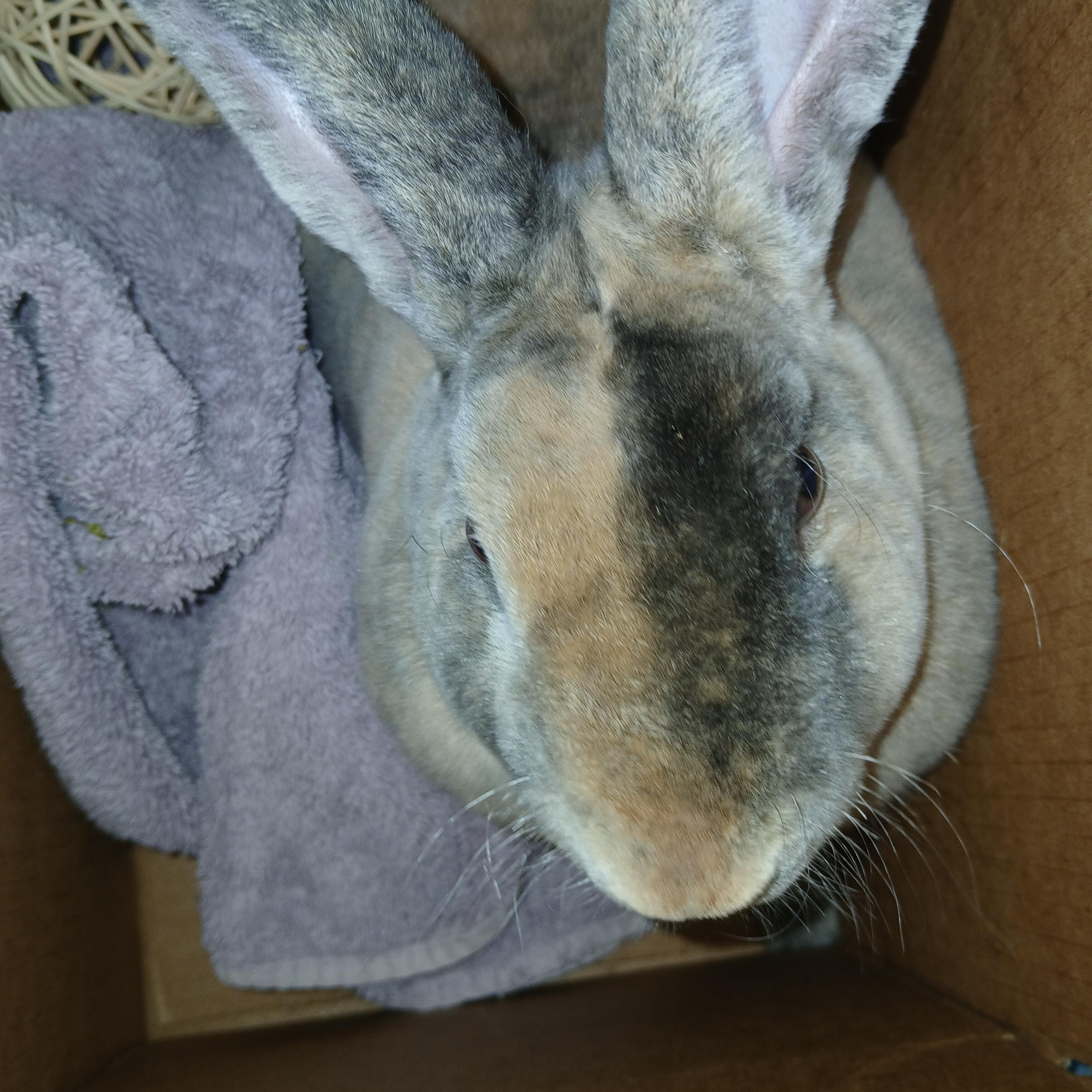 Syrup, a Adoptable Mini Rex in Dearborn, MO image 3/4