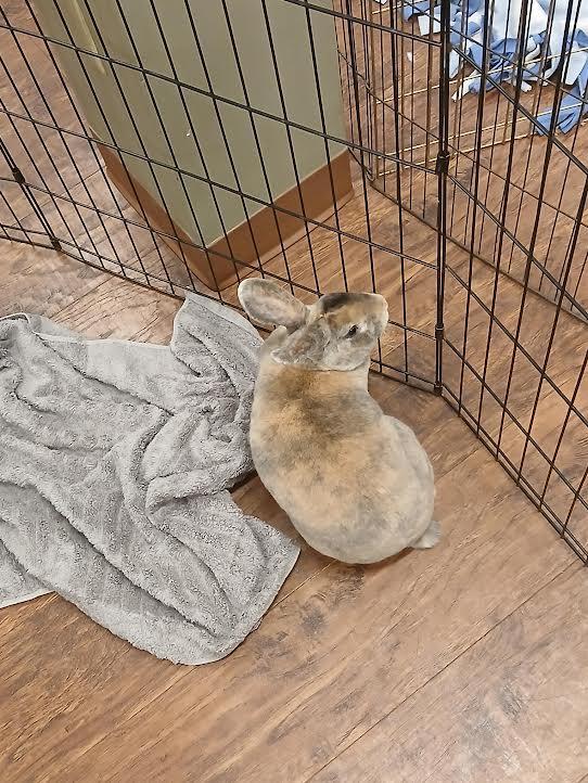 Enlarge Syrup, a Adoptable Mini Rex in Dearborn, MO image 6/6