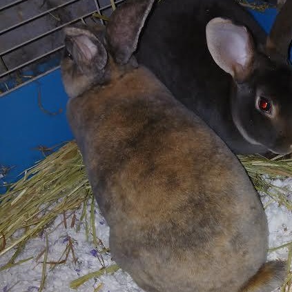 Syrup, a Adoptable Mini Rex in Dearborn, MO image 4/4