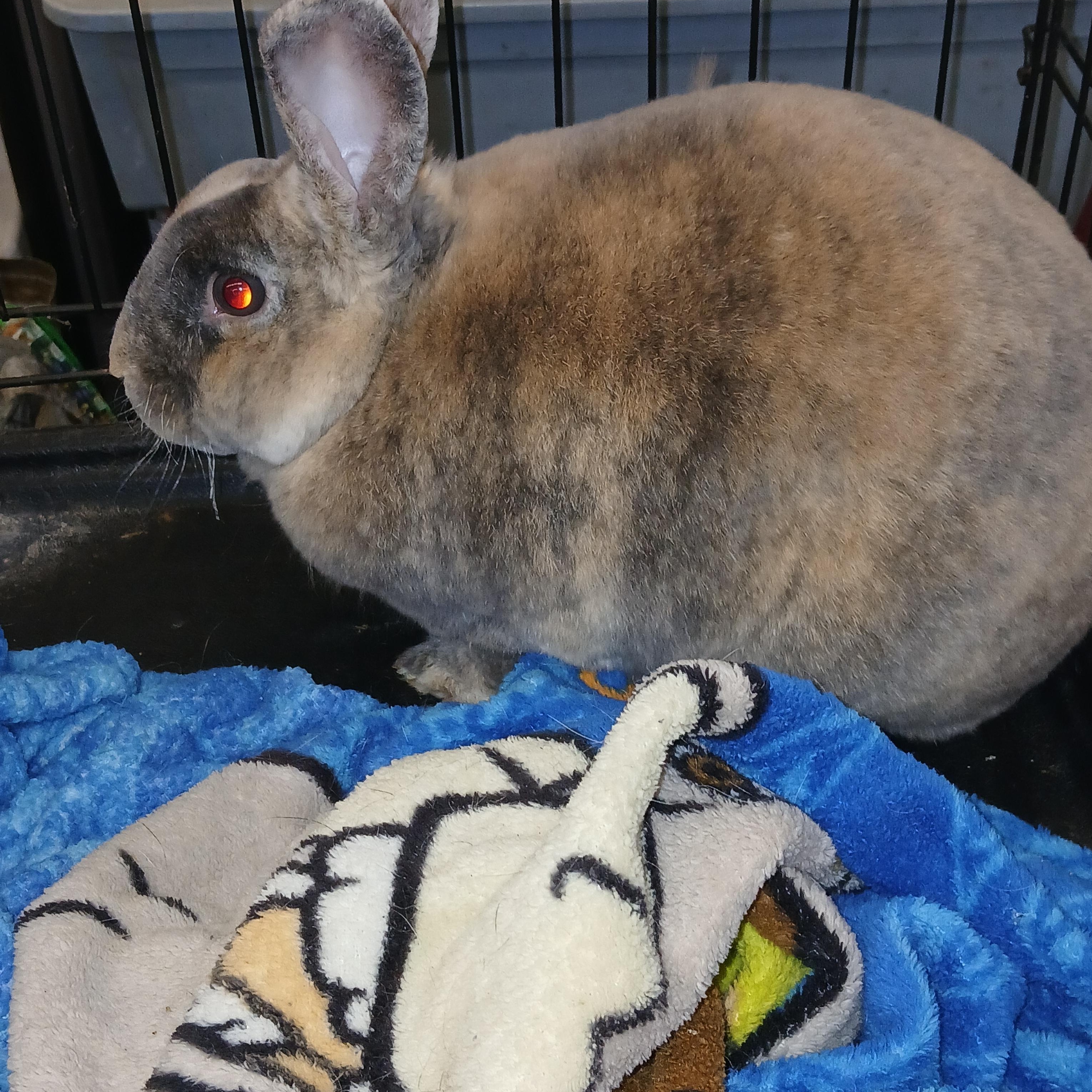 Syrup, a Adoptable Mini Rex in Dearborn, MO image 1/4
