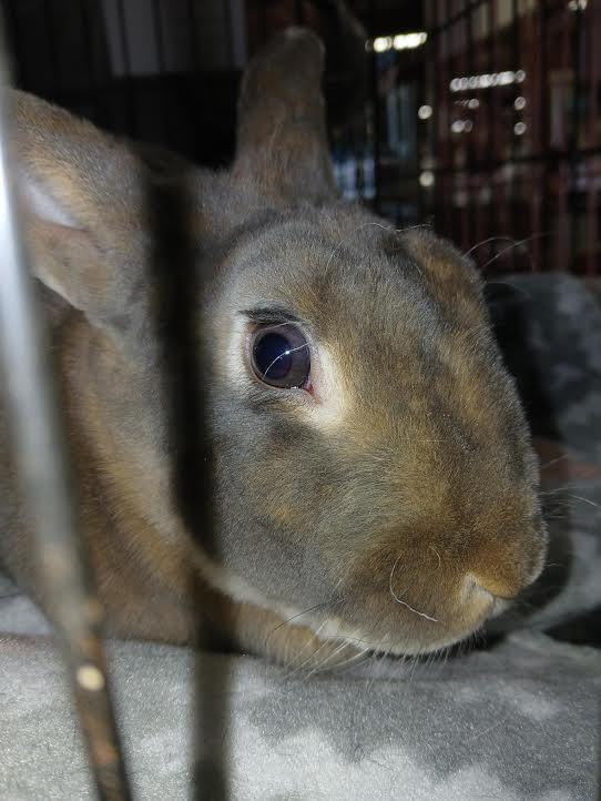 Enlarge Syrup, a Adoptable Mini Rex in Dearborn, MO image 5/6