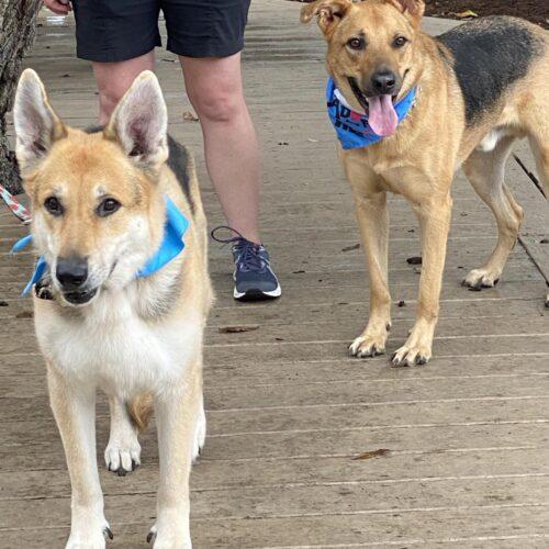 Lexi, Adoptable, Senior Female German Shepherd Dog.