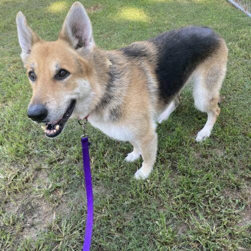 Enlarge Lexi, a Adoptable German Shepherd Dog in Raleigh, NC image 2/5
