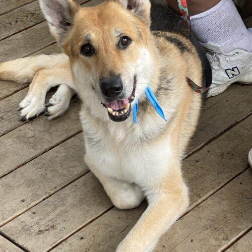 Enlarge Lexi, a Adoptable German Shepherd Dog in Raleigh, NC image 3/5