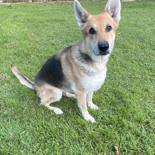 Enlarge Lexi, a Adoptable German Shepherd Dog in Raleigh, NC image 4/5