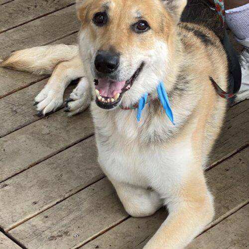 Enlarge Lexi, a Adoptable German Shepherd Dog in Raleigh, NC image 5/5