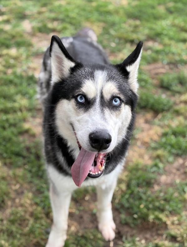 Zeus, Adoptable, Adult Male Siberian Husky.