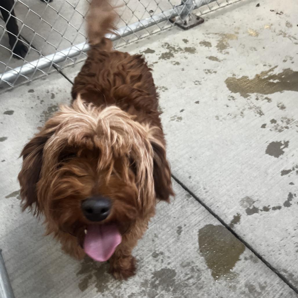 Tangerine, Adoptable, Adult Female Goldendoodle.