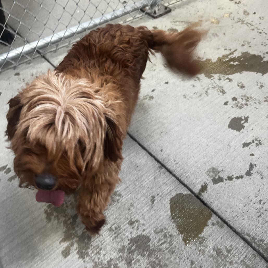 Enlarge Tangerine, a Adoptable Goldendoodle in Delaware, OH image 2/3