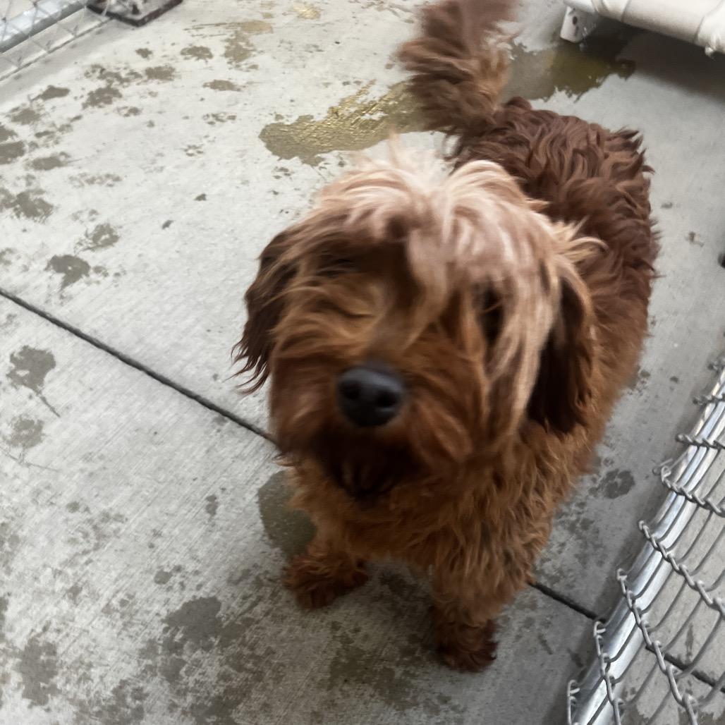 Enlarge Tangerine, a Adoptable Goldendoodle in Delaware, OH image 3/3