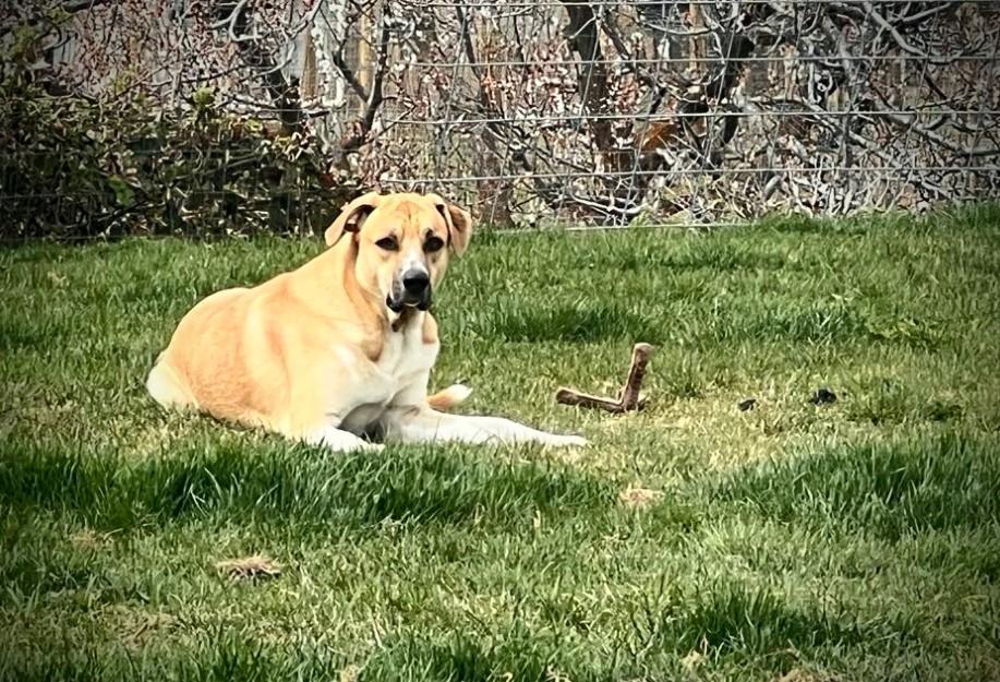 BESTEST BUDDY BRUCE photo 5