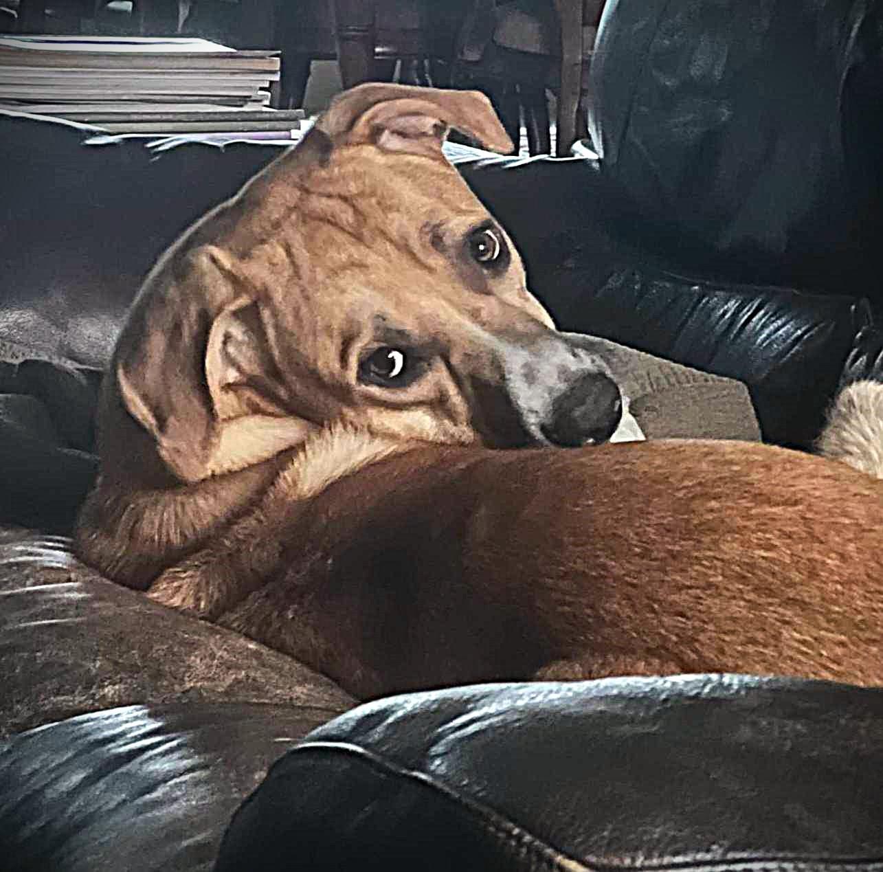 BESTEST BUDDY BRUCE photo 4