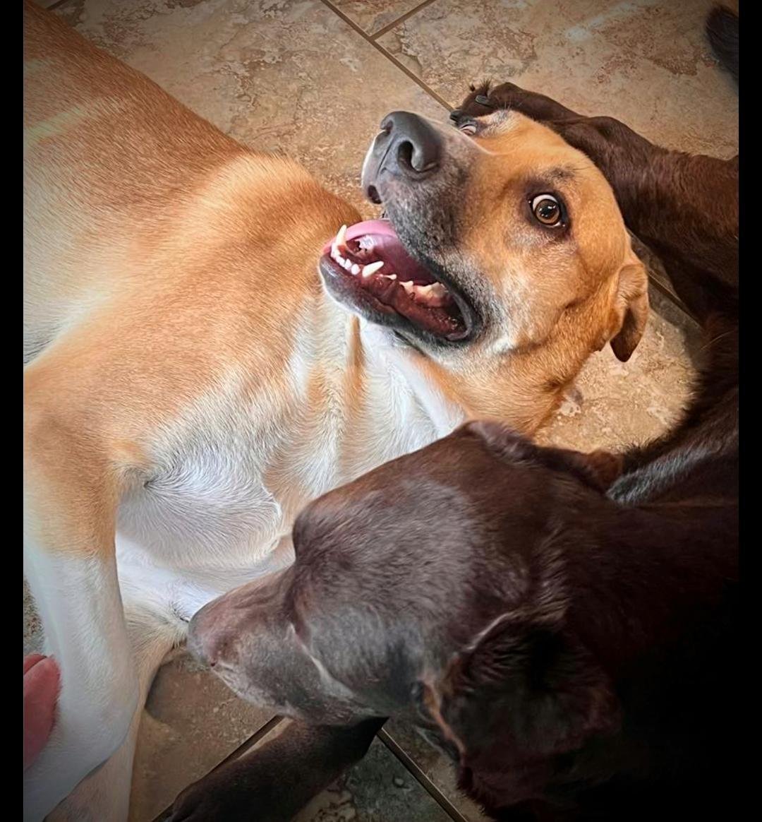 BESTEST BUDDY BRUCE photo 2