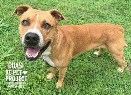 Quasi, a Adoptable mixed breed in Kansas City, MO image 2/3