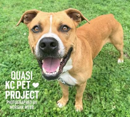 Quasi, a Adoptable mixed breed in Kansas City, MO image 3/3