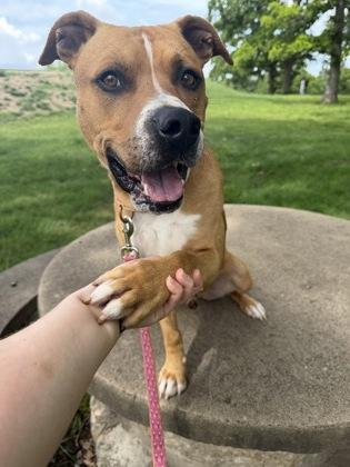 Quasi, a Adoptable mixed breed in Kansas City, MO image 3/3
