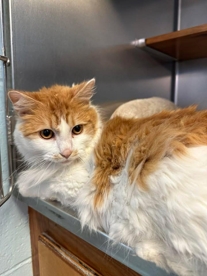 Klaus, ADOPTABLE, Adult Male Domestic Long Hair.