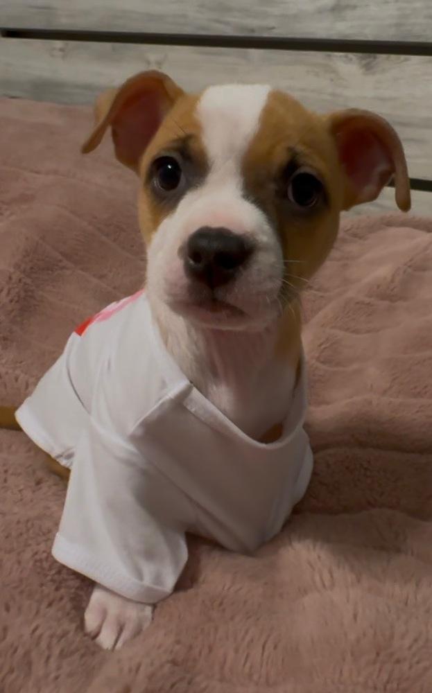 Sophia of The Golden Girls, Adopted, Puppy Female Terrier.