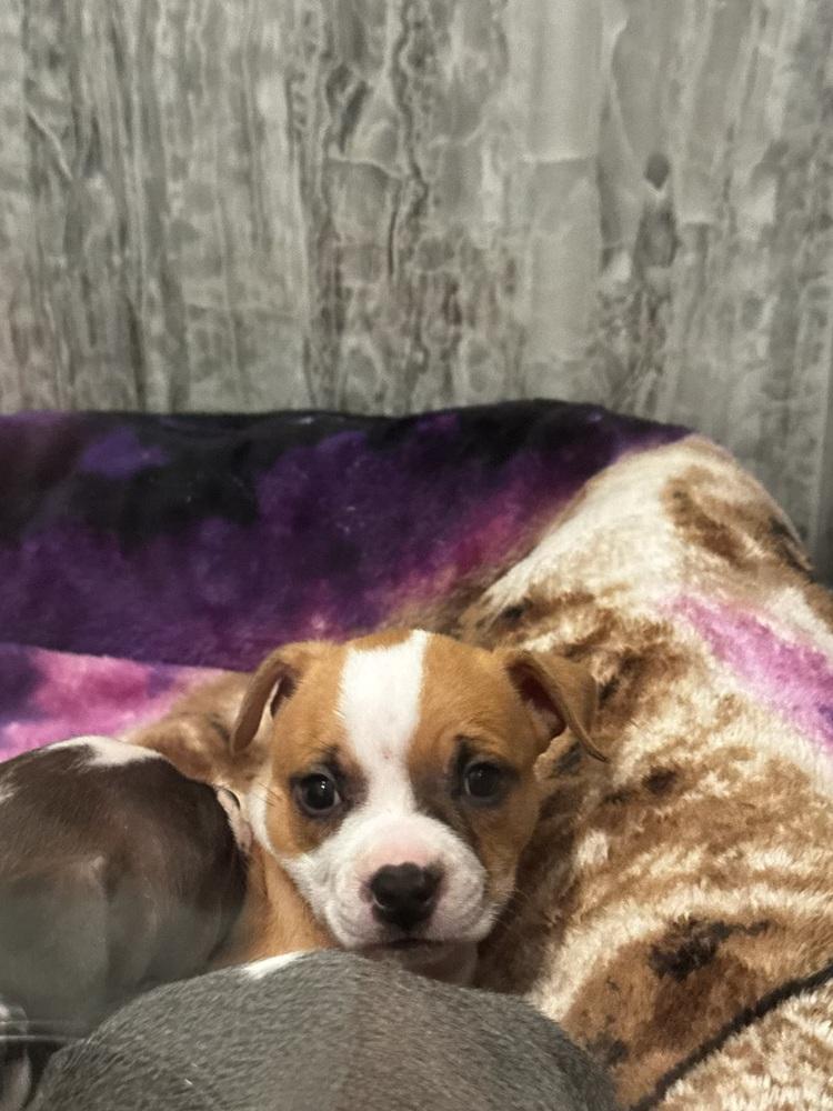 Enlarge Sophia of The Golden Girls, a Adopted mixed breed in Denver, CO image 2/6