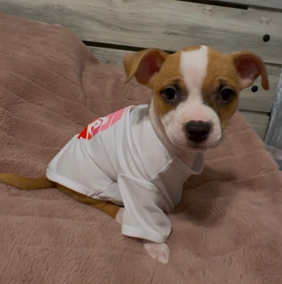 Enlarge Sophia of The Golden Girls, a Adopted mixed breed in Denver, CO image 3/6