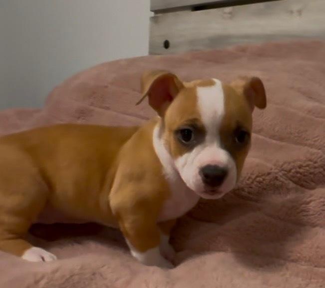 Enlarge Sophia of The Golden Girls, a Adopted mixed breed in Denver, CO image 4/6