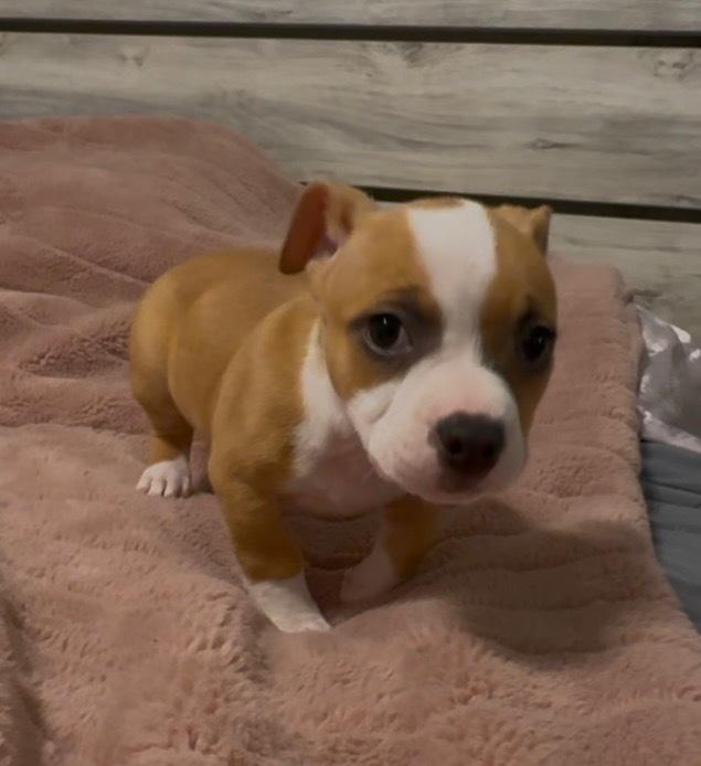 Enlarge Sophia of The Golden Girls, a Adopted mixed breed in Denver, CO image 5/6