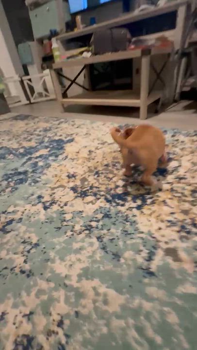 Enlarge Sophia of The Golden Girls, a Adopted mixed breed in Denver, CO video 6/6