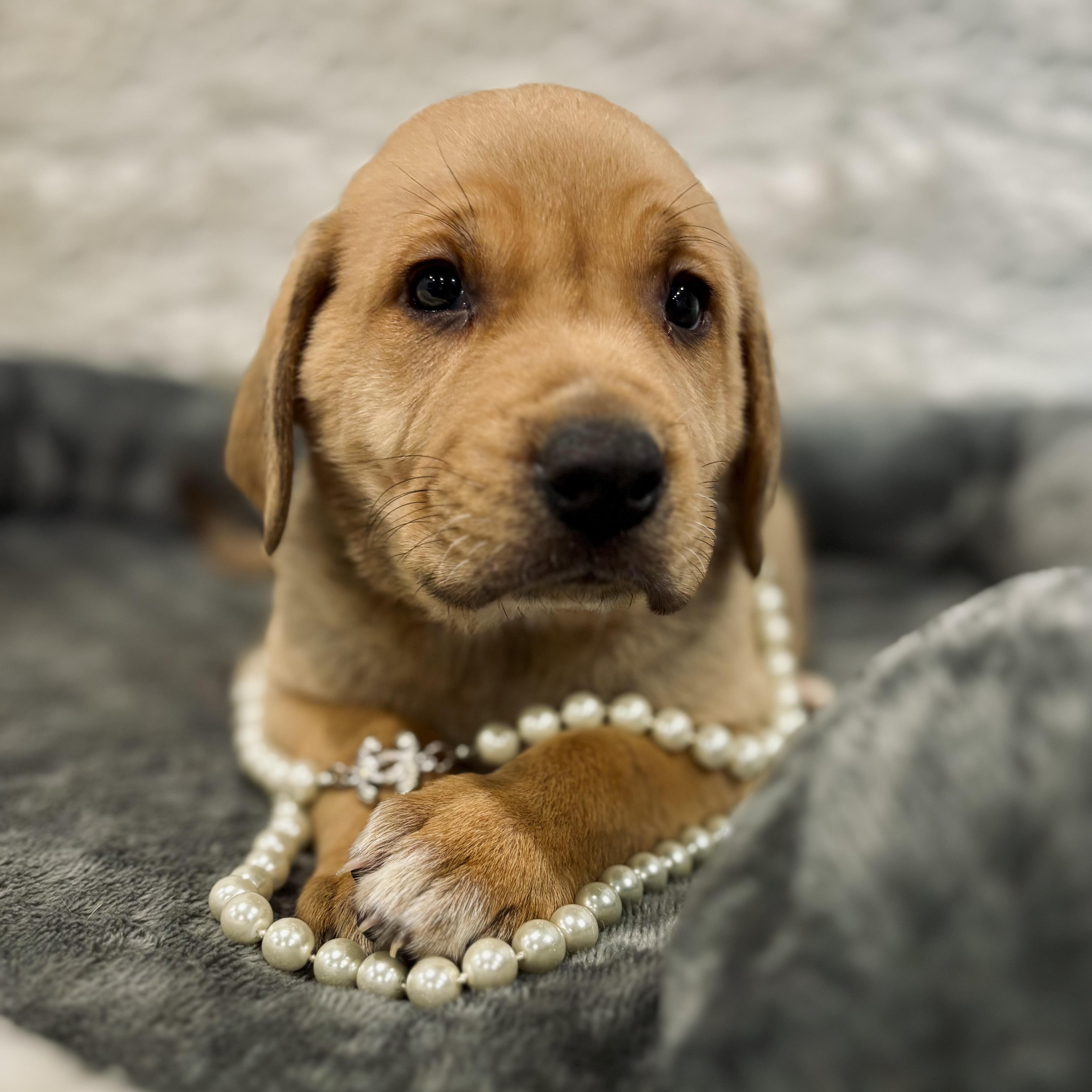 Aragon, a ADOPTABLE Mixed Breed in Canal Winchester, OH image 1/2