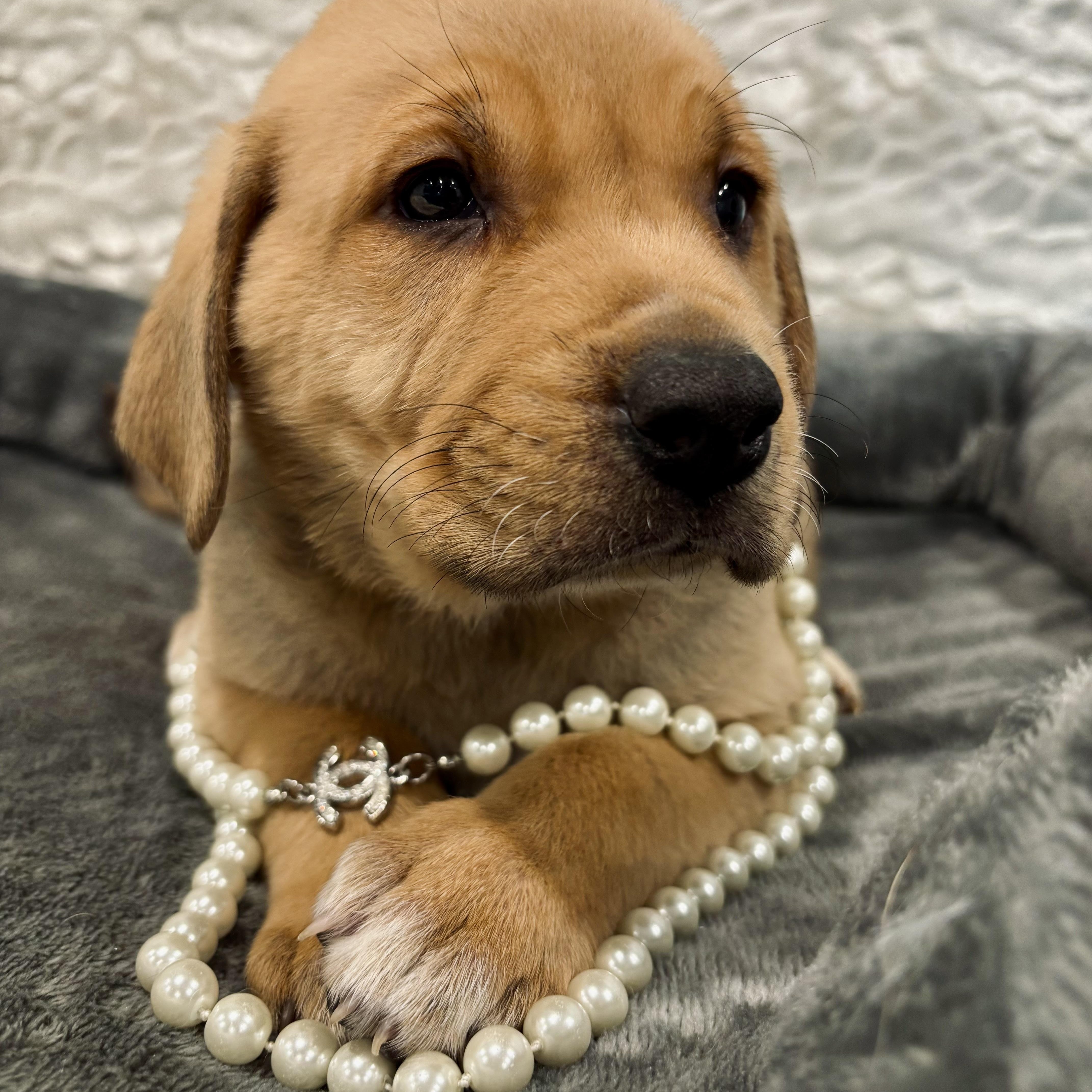 Aragon, a ADOPTABLE Mixed Breed in Canal Winchester, OH image 2/2