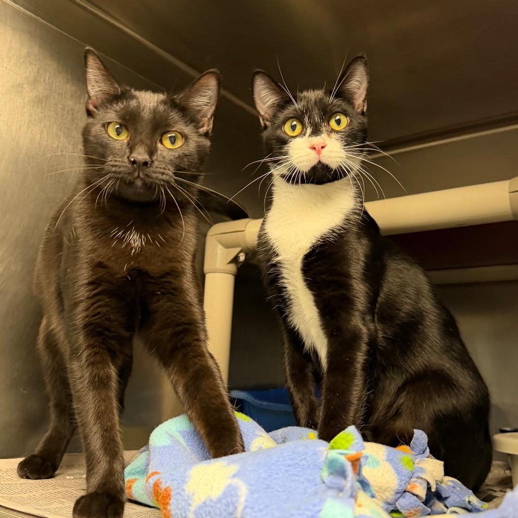 Hal, Adoptable, Young Male Domestic Short Hair.