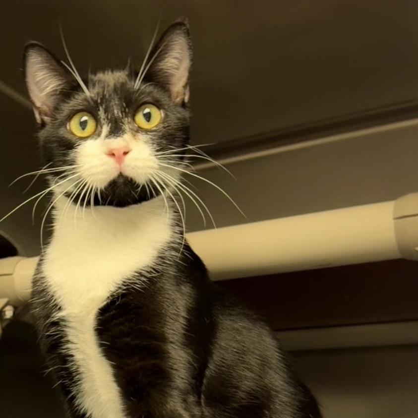 Hal, Adoptable, Young Male Domestic Short Hair.