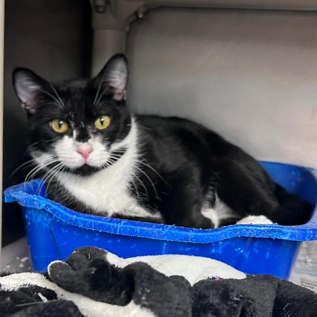 Enlarge Hal, a Adoptable mixed breed in Newport, NC image 3/3