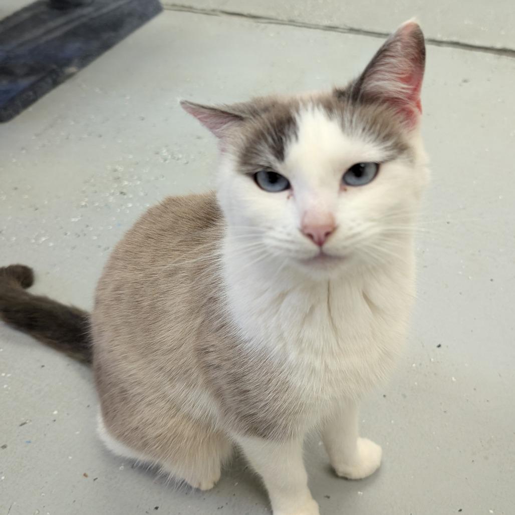 Salem, Adoptable, Senior Female Domestic Short Hair.