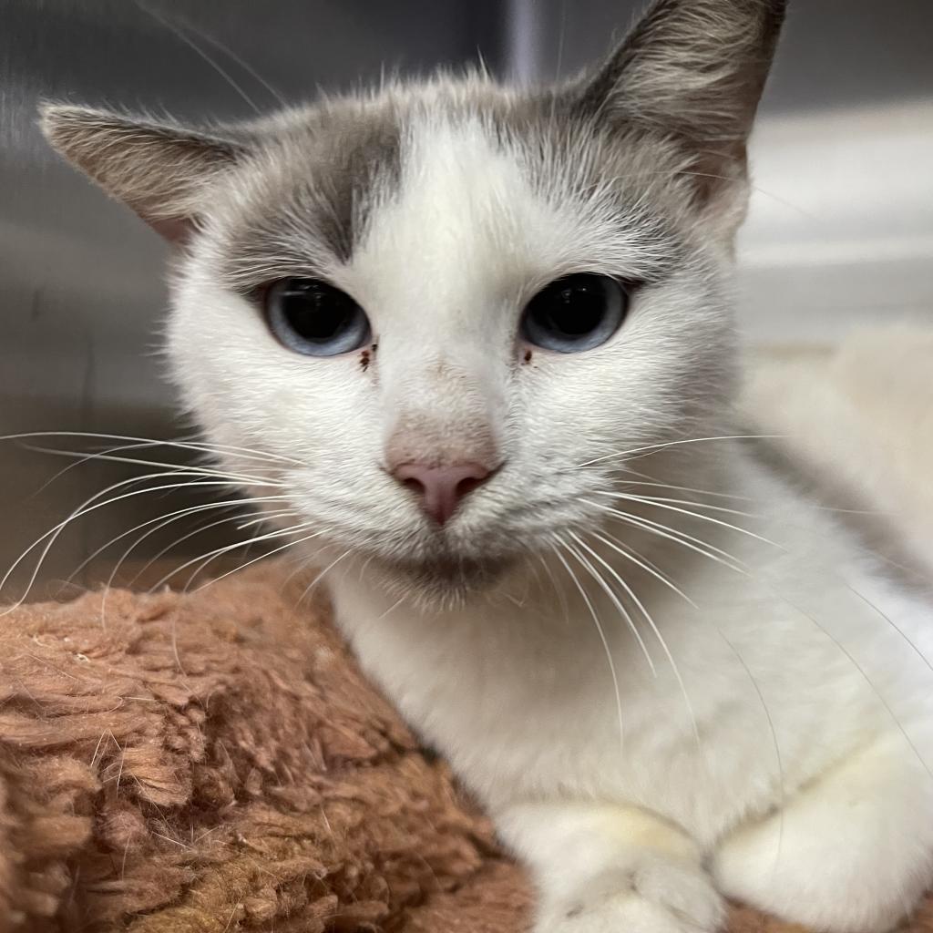 Enlarge Salem, a Adoptable Domestic Short Hair in Blairsville, GA image 2/2