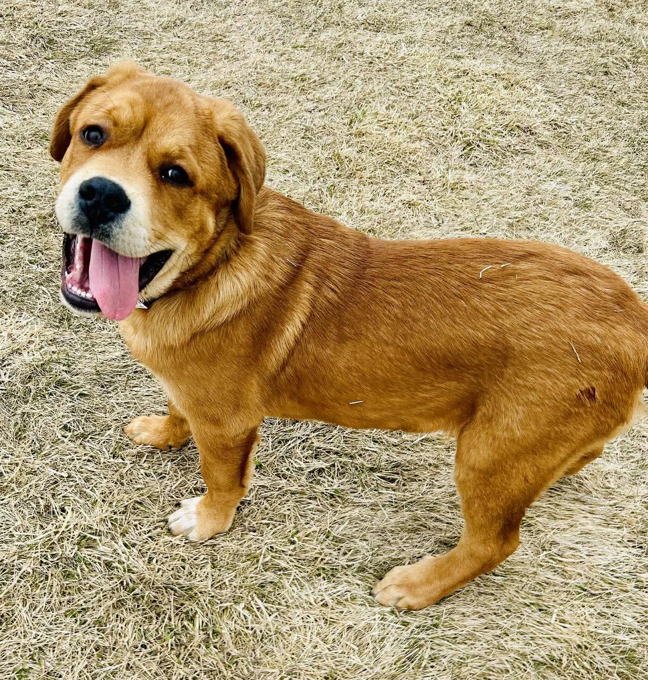 Enlarge Norris , a ADOPTABLE mixed breed in Alexandria, MN image 1/3