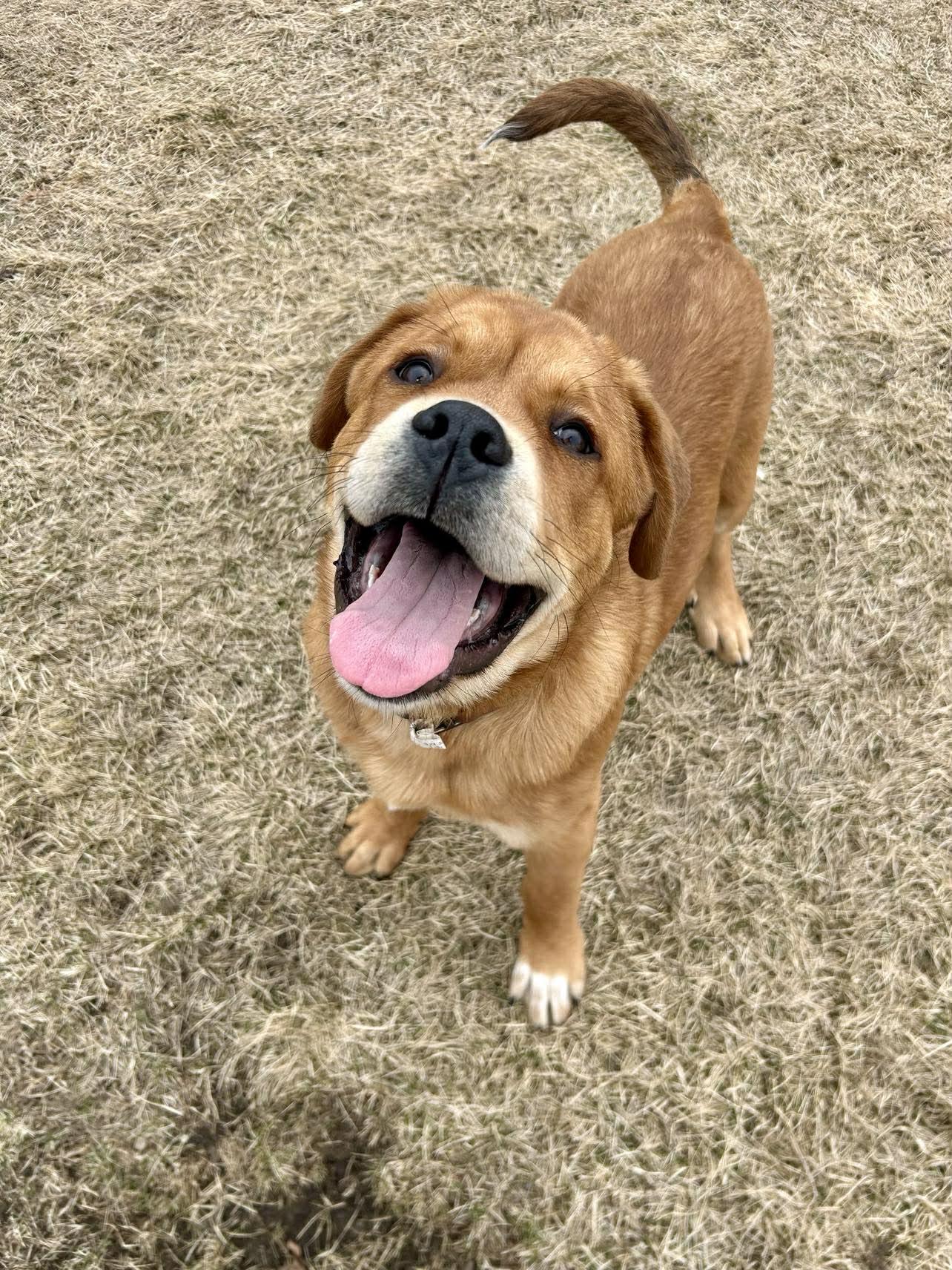 Enlarge Norris , a ADOPTABLE mixed breed in Alexandria, MN image 2/3